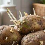 幾顆發芽且局部變綠的馬鈴薯放在木質廚房檯面上的近拍